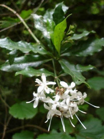 Pavetta kotzei leaves